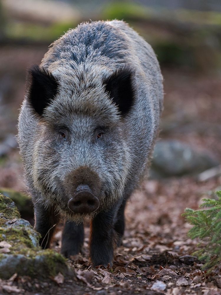 Wild boar during winter in high forest Bavarian Forest National Park Germany-Bavaria